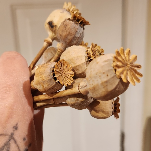 Dried Poppy Flowers - Picture 4 of 4